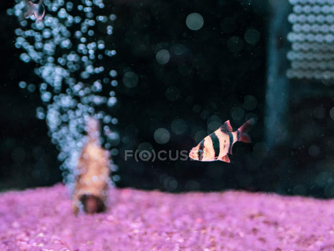 Primer plano de peces tropicales nadando en aguas transparentes del acuario - foto de stock
