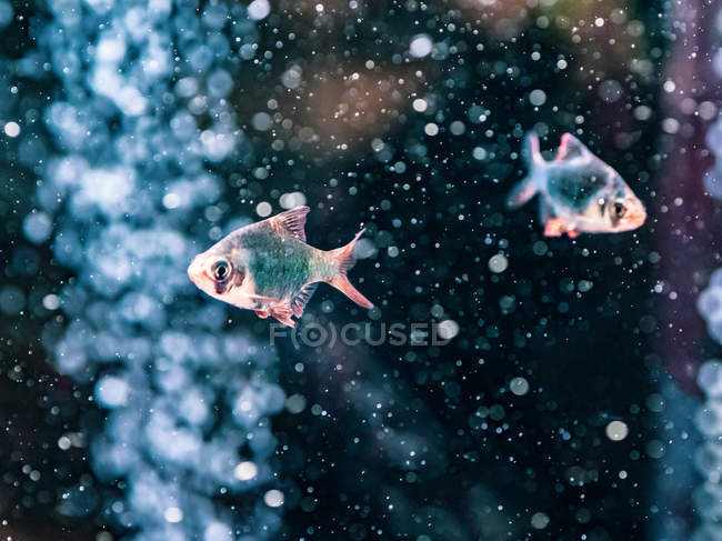 Крупный план плавания тропических рыб в прозрачной воде аквариума — стоковое фото