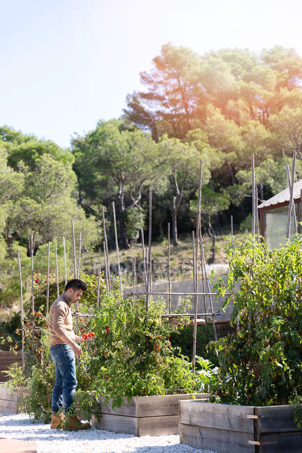 Vista lateral del macho adulto en traje casual recogiendo tomates de plantas fuera del invernadero en un día soleado en la granja - foto de stock