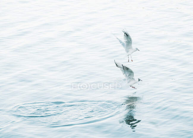 Little seagulls hunting fish and flying over calm water in Finland — Stock Photo