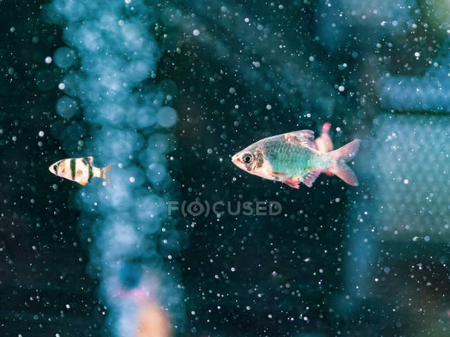 Primo piano di pesci tropicali che nuotano in acqua trasparente di acquario — Foto stock