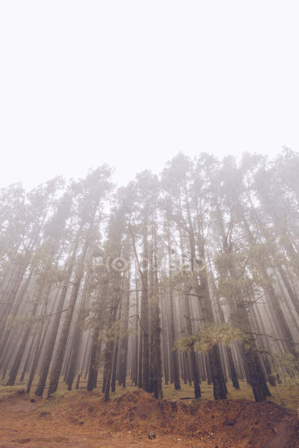 Vista de abetos altos no dia nebuloso — Fotografia de Stock