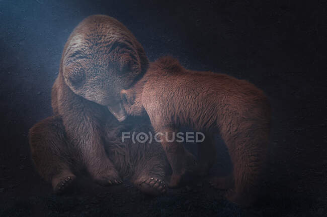 Мати ведмідь грає з ведмежими дитинчатами — стокове фото