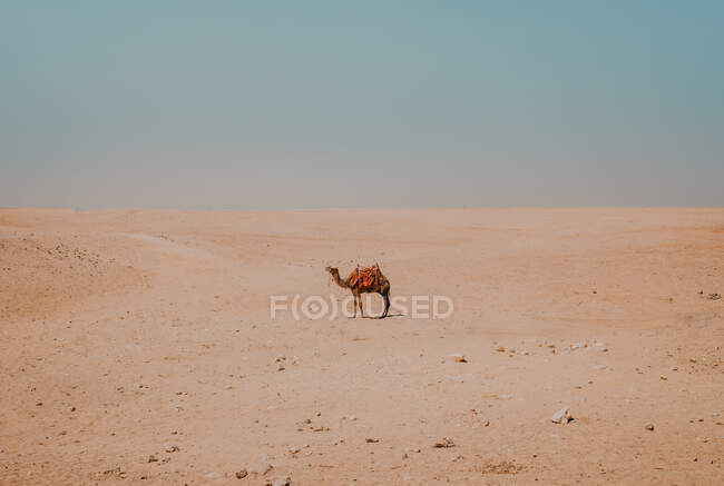 Верблюд с декоративными седлами, стоящий в пустыне рядом с Каиром, Египет — стоковое фото