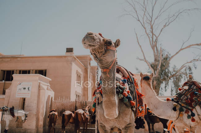 Dois camelos com selas ornamentais em pé perto da câmera enquanto viaja com caravana no deserto perto de Cairo, Egito — Fotografia de Stock