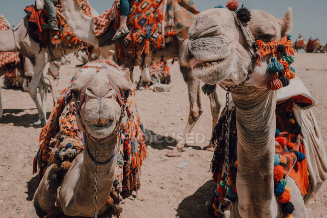 Zwei Kamele mit Ziersätteln stehen vor der Kamera, während sie mit Wohnwagen in der Wüste bei Kairo, Ägypten, unterwegs sind — Stockfoto