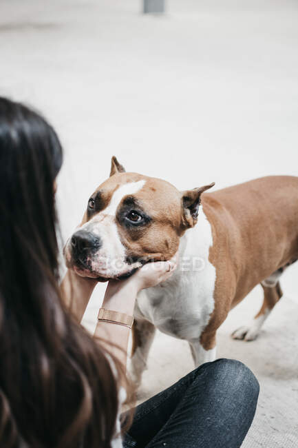 Crop young female sitting on carpet at home and playing with adult pretty purebred happy dog — Stock Photo