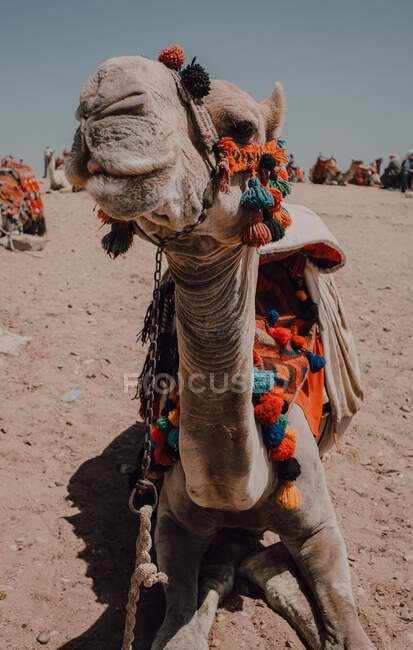 Camel with ornamental saddles standing near camera while traveling with caravan in desert near Cairo, Egypt — Stock Photo