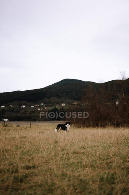 Adulto bastante peludo perro de raza pura pasear por la naturaleza - foto de stock