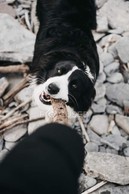 Von oben Hand spielen mit erwachsenen schönen pelzigen glücklichen Hund mit Holzstab auf Steinweg in der Natur — Stockfoto