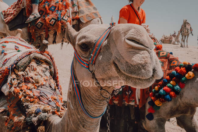 Dos camellos con sillas de montar ornamentales de pie cerca de la cámara mientras viaja con caravana en el desierto cerca de El Cairo, Egipto - foto de stock