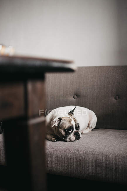 Alter gelangweilter trauriger hübscher Hund liegt zu Hause auf Sofa neben Holztisch und schaut weg — Stockfoto