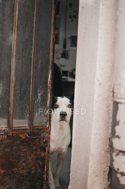 Adulto triste lindo perro de pura raza de pie en la casa vieja y mirando a la calle a través de la puerta de la casa abierta - foto de stock