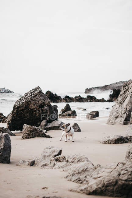 Vista lateral do adulto bonito cão de raça pura triste em colarinho em pé na praia perto de rochas e olhando para longe — Fotografia de Stock