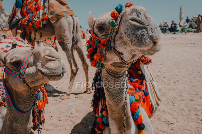 Два верблюди з декоративними сідлами стоять біля камери під час подорожі з караваном у пустелі поблизу Каїра (Єгипет). — стокове фото