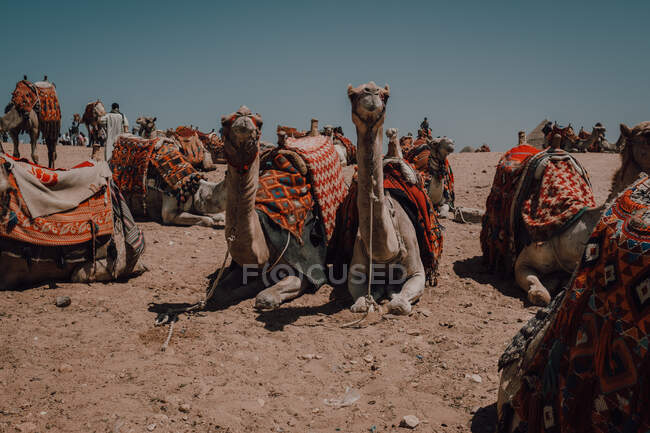 Группа верблюдов с декоративными седлами, сидящих возле камеры во время путешествия с караваном в пустыне близ Каира, Египет — стоковое фото