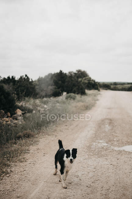 Взрослый пушистый чистокровный пёс ходит по грязной дороге с лужами на природе. — стоковое фото