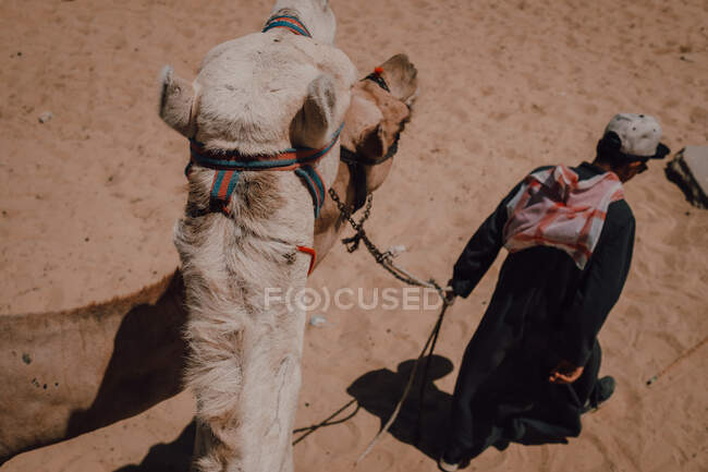 Deux Arabes anonymes avec des chameaux marchant dans le désert contre les grandes pyramides célèbres et le ciel gris au Caire, en Egypte — Photo de stock
