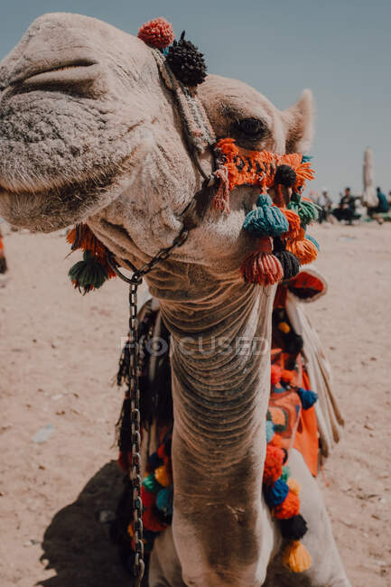 Cammello con selle ornamentali in piedi vicino alla fotocamera mentre si viaggia con carovana nel deserto vicino al Cairo, Egitto — Foto stock