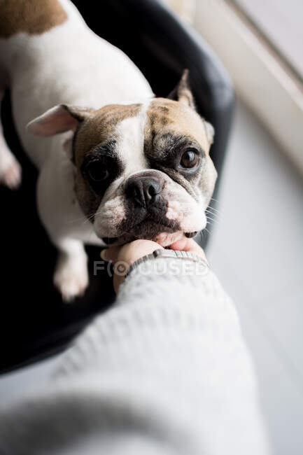 Сверху рука играет со взрослым счастливым чистокровным псом на кожаном диване дома — стоковое фото