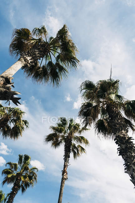 De baixo da visão de altas palmas com folhas exuberantes no fundo do céu azul em um dia ensolarado — Fotografia de Stock
