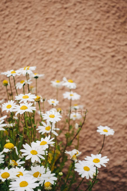 Flores Margarida crescendo perto da parede ao ar livre — Fotografia de Stock