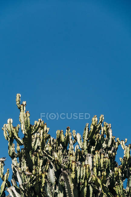 Nahaufnahme von Kakteen mit hohen grünen Stängeln, die gegen den klaren blauen Himmel wachsen — Stockfoto