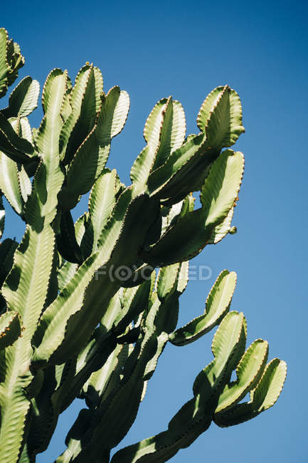 Close-up de cacto com hastes verdes altas crescendo contra o céu azul claro — Fotografia de Stock
