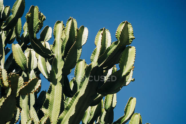 Крупный план кактуса с высокими зелеными стеблями, растущими на фоне чистого голубого неба — стоковое фото