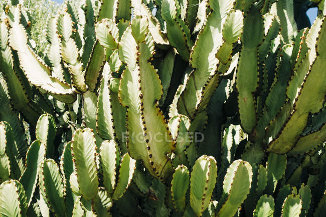 Closeup of cactus growing in nature in sunny day — Stock Photo