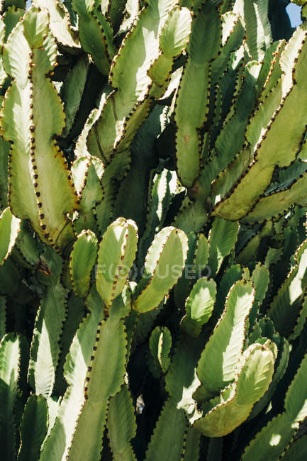 Крупный план выращивания кактуса в природе в солнечный день — стоковое фото