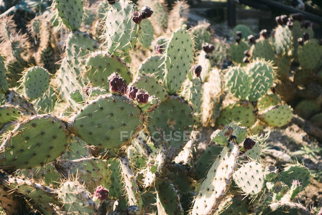 Closeup of cacti growing in sunny nature — Stock Photo