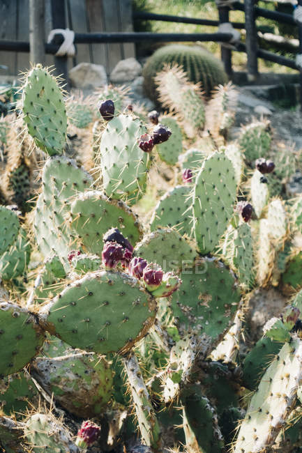 Close-up de cactos crescendo na natureza ensolarada — Fotografia de Stock