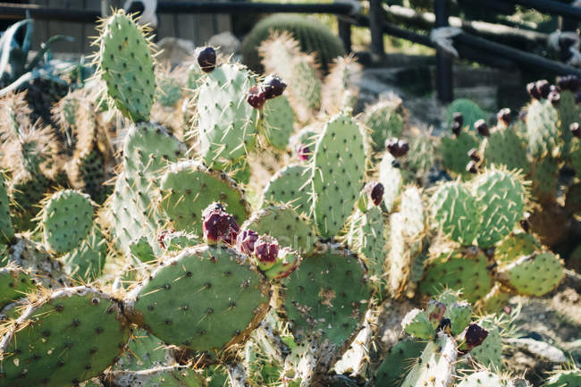 Primer plano de los cactus que crecen en naturaleza soleada - foto de stock