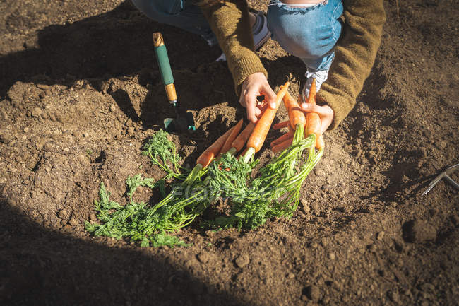 Immagine ritagliata di donna in abito casual tirando carota matura dal terreno nella giornata di sole in fattoria — Foto stock