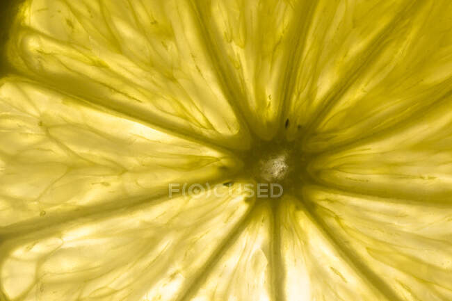 Sliced citrus fruits against light — Stock Photo