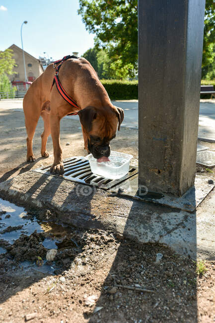Boxer cão sedento é beber água de uma fonte — Fotografia de Stock