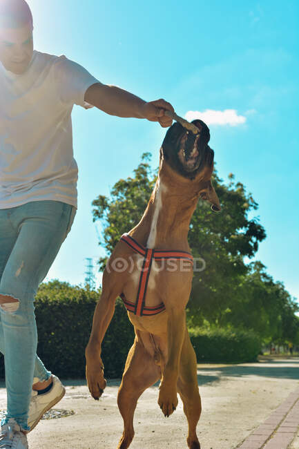 Homme courant et jouant avec son chien Boxer dans un parc — Photo de stock