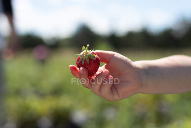 Nahaufnahme eines anonymen Kindes, das eine frisch gesammelte Erdbeere in der Hand hält — Stockfoto