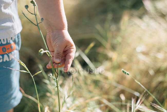 Vista de la mano de un niño anónimo tocando una planta de fresa - foto de stock