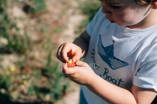 Menino pequeno segurando um morango fresco coletado ao ar livre em um campo — Fotografia de Stock