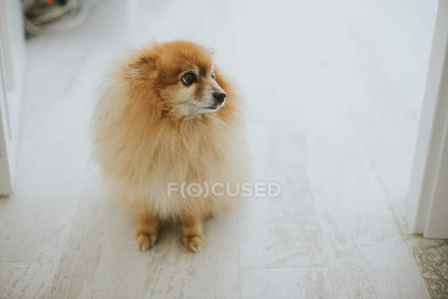 Сверху симпатичная маленькая немецкая собачка, сидящая на полу в домашней комнате — стоковое фото