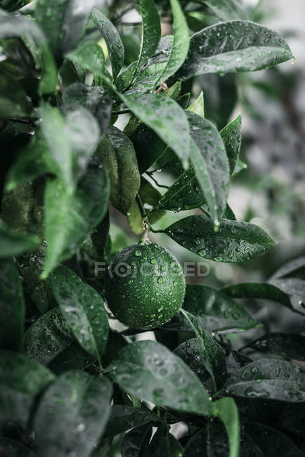 Зеленый незрелый апельсин на ветке на плантации в каплях воды — стоковое фото