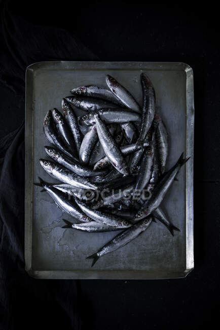 Montón de anchoas frescas crudas colocadas sobre una bandeja metálica en mal estado sobre fondo negro - foto de stock