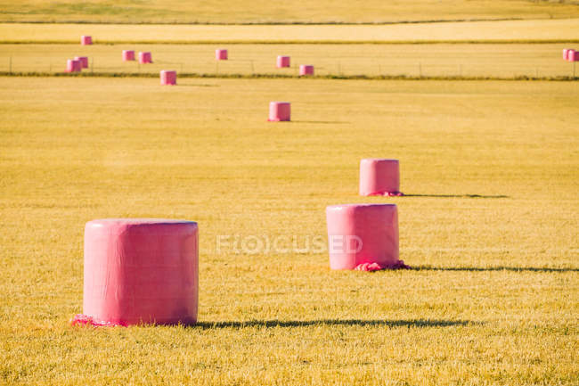 Fardos de cereales envueltos con plástico rosa, campaña contra el cáncer de mama - foto de stock