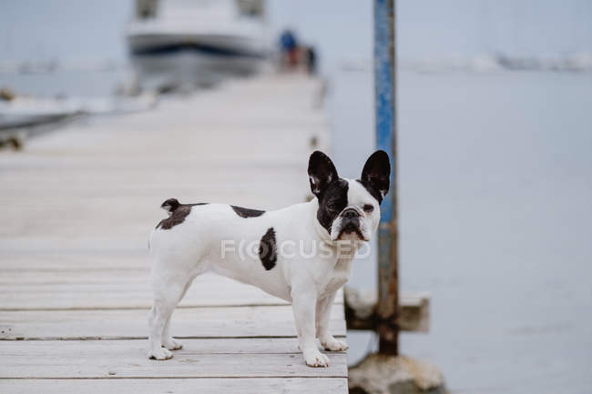 Adorável Bulldog francês de pé no cais de madeira no dia cinza na praia — Fotografia de Stock