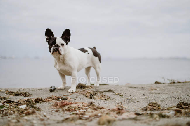 Adorável Bulldog francês em pé na praia de areia no dia cinza — Fotografia de Stock