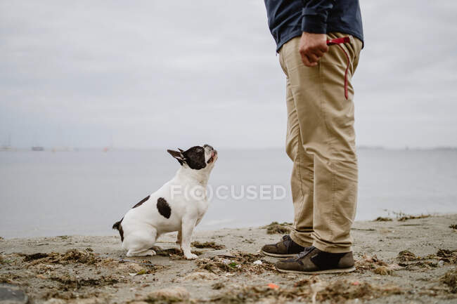 Французький бульдог дивиться на невпізнаного чоловіка, що стоїть на піщаному березі біля спокійного моря. — стокове фото