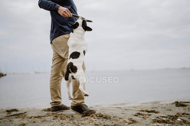 Unrecognizable male holding stick with French Bulldog hanging on it while standing on sandy shore near calm sea — Stock Photo