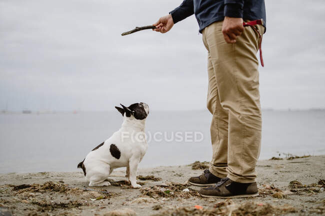 Irreconhecível masculino segurando vara com francês Bulldog pendurado sobre ele enquanto em pé na costa arenosa perto do mar calmo — Fotografia de Stock